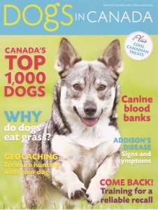 amber dogs in canada