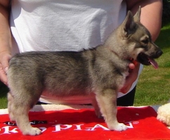 amber puppy