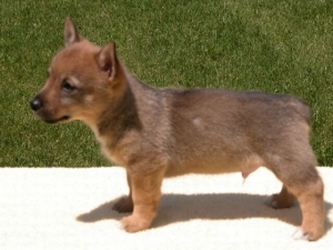 baby rakki