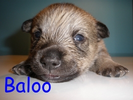 baloo