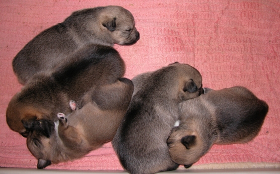 bothvar x nell litter