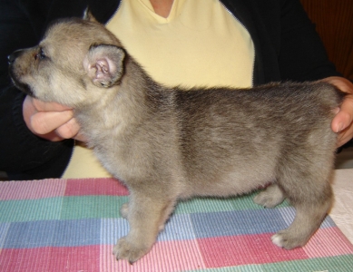 puppy 1