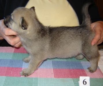 emil x maggie litter