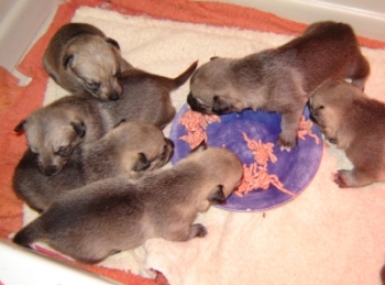 first meal