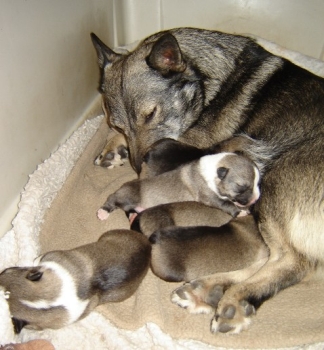 moose x truda litter