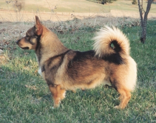young nestor