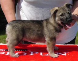 onyx puppy