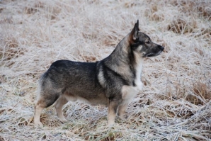 onyx snow