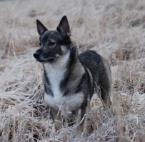 onni snow