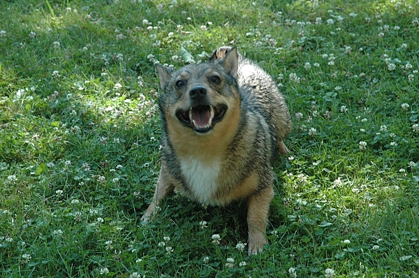 Rakki Happy Rakki Happy