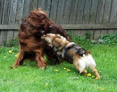 cillian_vs_rakki Cillian vs Rakki